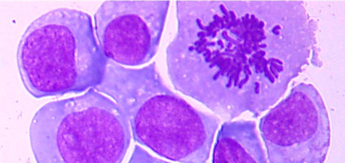 In vitro cytotoxicity studies in primary cells