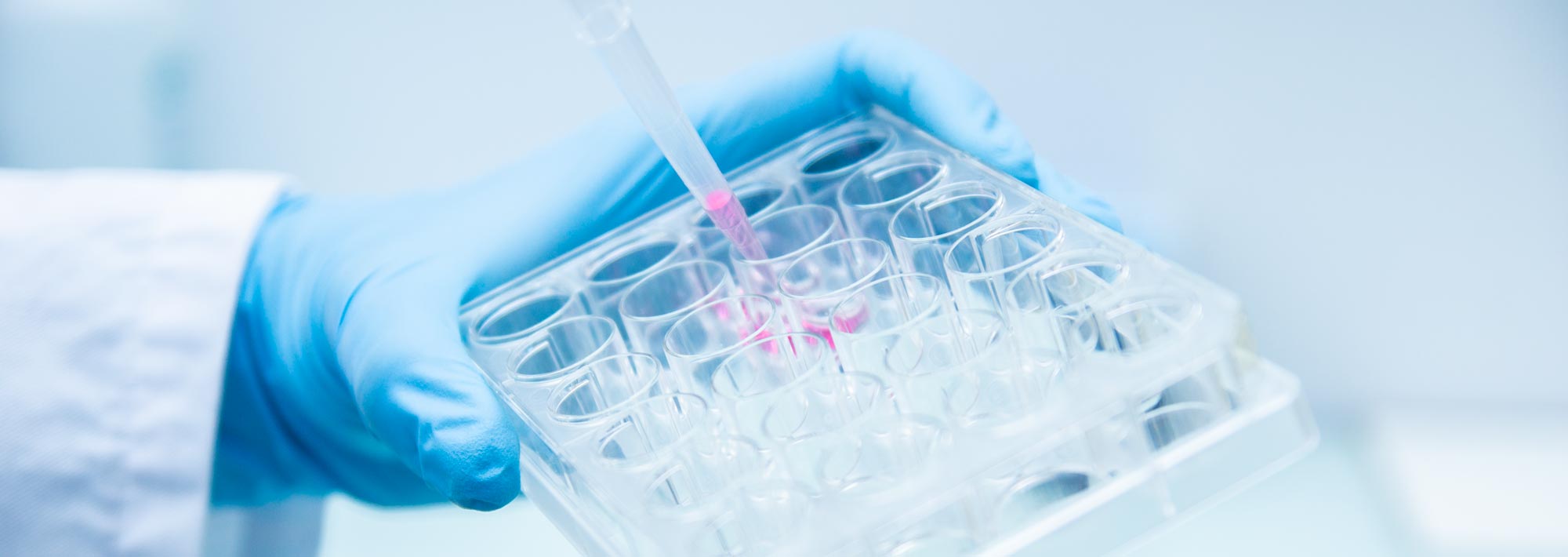 unique in vitro model of Human B cell differentiation